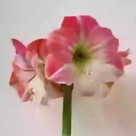 Apple Blossom
